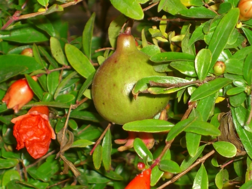 Samen Granatapfel-Baum Punica Granatum Außergewöhnliches besonderes Geschenk
